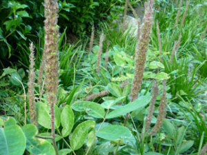 �ù�β(��ҩ��ֲ����:èβ��)