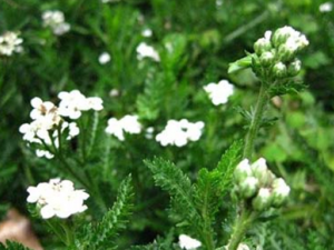 �տ�ֲ��ǧҶ��ݸ���