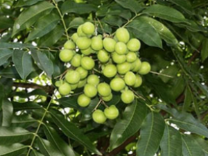 ľ����(��ҩ��ֲ����:�޻���)