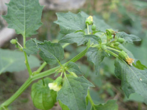 ˮ������(��ҩ��ֲ����:����)