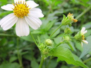 ��յ����(��ҩ��ֲ����:��Ҷ�����)