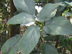 ţ����Ҷ(��ҩ��ֲ����:��Ҷ��)