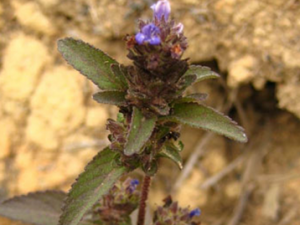 ��ͷ��(��ҩ��ֲ����:��ë����)