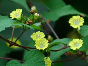 ����(��ҩ��ֲ����:����)