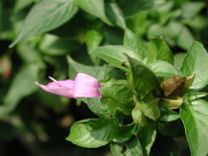 ��˿��(�в�ҩ����:ǹ��ҩ)