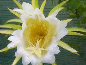 ������(�в�ҩ����:�����)