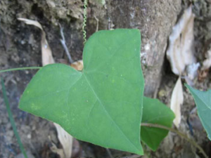 ����������(�в�ҩ����:������)