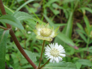 �׻�����(�в�ҩ����:����)