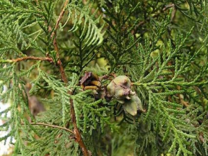 ��ҩ���Ҷ�Ĺ�Ч������