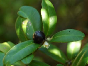 �����(�в�ҩ����:�Ʊ��{)