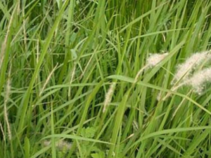 ������ҩ��é���Ĺ�Ч������