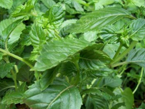 ���۲�(�в�ҩ����:���۲�)