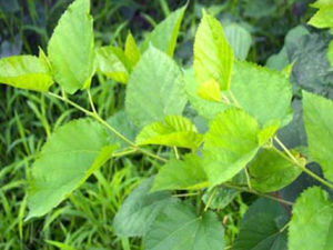 ��ɣ֦(�в�ҩ����:ɣ)