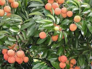 ������֦Ҷ(�в�ҩ����:��֦Ҷ)