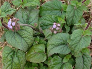 ����(�в�ҩ����:ܿ��)