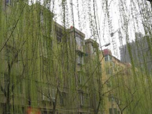 ��˿��(�в�ҩ����:����)