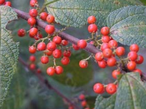 ���ͷ(�в�ҩ����:����)