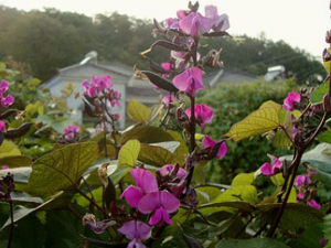 �ⶹ(�в�ҩ����:�ⶹ)