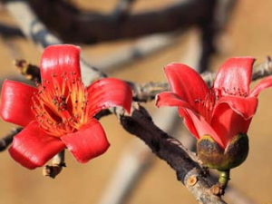 ľ�޻�(�в�ҩ����:ľ��)