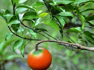 ɽ��(�в�ҩ����:ɽ��)