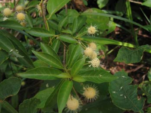 ˮ��÷(�в�ҩ����:��˪��)