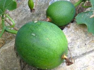 ������ҩ�컨�۵Ĺ�Ч������