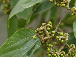 �������ľֲ������ӵĹ�Ч