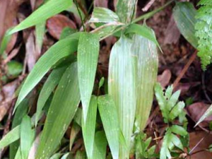 ������ҩ����Ҷ�Ĺ�Ч������