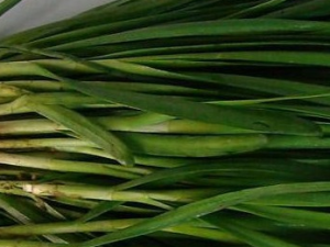 �����ڲ�����13��ʳ��