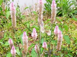 �ϳ�����ҩ�����ӵĹ�Ч������