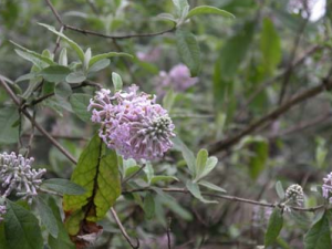 ������ҩ���ɻ��Ĺ�Ч������