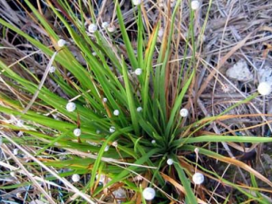 ������ҩ�Ⱦ��ݵĹ�Ч������