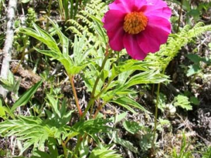 ������ҩ���ֵĹ�Ч������