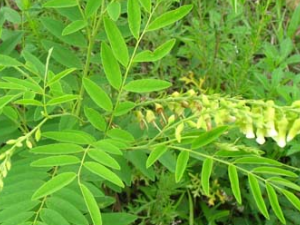 �ϳ�����ҩ��εĹ�Ч������