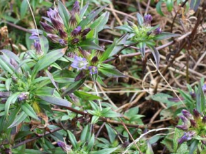 ������ҩ�����ݵĹ�Ч������