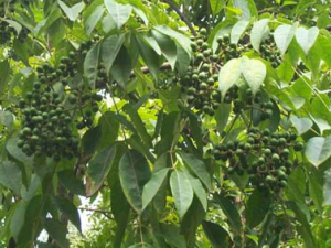 ������ҩ�ưصĹ�Ч������