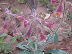 ���οƲݱ�ֲ��ػƸ���