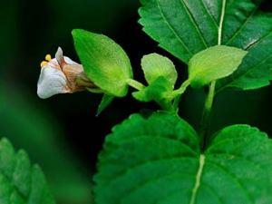 ���οƲݱ�ֲ�����θ���