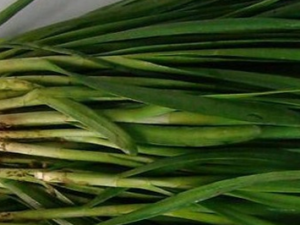 ����������13��ʳ��