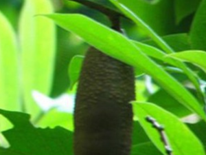 �������Ĺ�Ч������