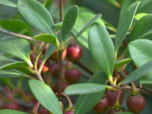 ��Ƥ��Ĺ�Ч������