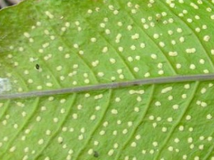 ����ΤĤҶ��ާ�Ĺ�Ч������