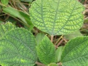 ����ˮ����Ĺ�Ч������