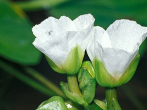 �ڹ��ݵĹ�Ч������