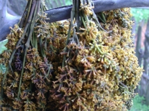 ���ɻ���Ŀ������Ŀ�����׵�����