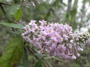 Ϻ����Ƥ�̲����� ���Ѫ