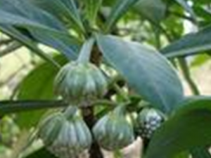 ���ɽҩ������Ѫ ���� ����