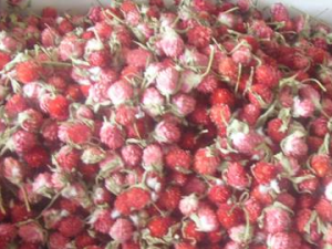 ��֦������ ��Ѫ��Ƣ����