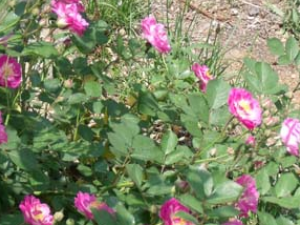 Ǿޱ��(��õ)�Ĺ�Ч