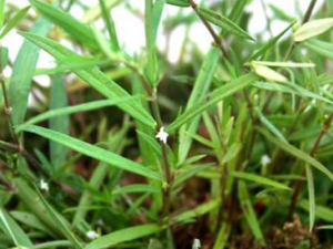 ��ҩ�׻�����ݵĹ�Ч������